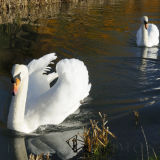 Swans on the Coln