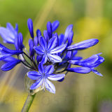 Agapanthus