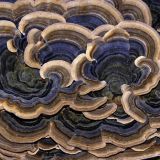 Bracket Fungus
