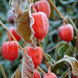 Chinese Lanterns