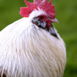 Cockerel
