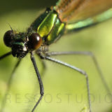 Damselfly