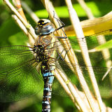 Dragonfly 1