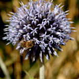 Flower and Bee