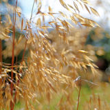 Grasses - backlight