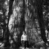Small boy big tree