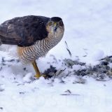Sparow Hawk with kill