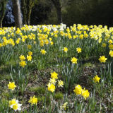 Daffodils1