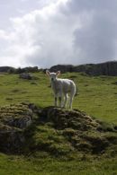 Friendly Sheep