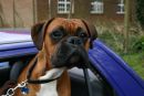 The Dog