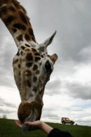 Giraffe in Hand