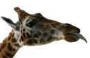 Giraffe Head