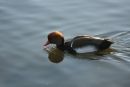 Duck (3)