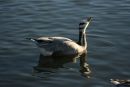Duck (2)