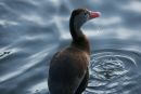Dripping Duck