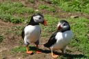 Puffin Talk