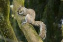 Grey Squirrel