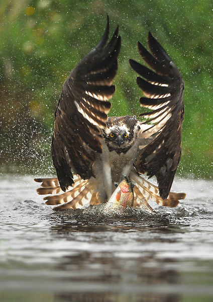 Osprey images used in BBC Wildlife magazine 2012 Osprey images used in BBC Wildlife magazine 2012