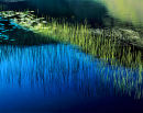 Lily Pond