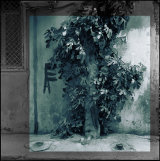 Forest. Sheki. 2009