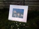 Amy's Daisies