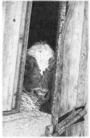 Calf in the Barn