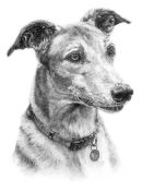 Greyhound