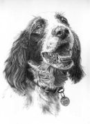 Spaniel
