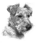 Terrier