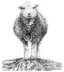 Herdwick