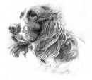 Spaniel