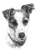Jack Russell