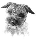 Border Terrier