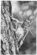 Red Squirrel
