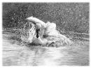 Swan Landing