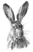 Hare