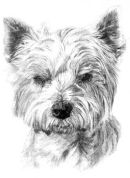 West Highland Terrier