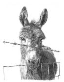 Donkey