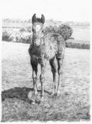 Foal in the Field