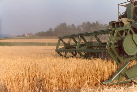 Harvesting barley on the home farm in the mid 80s