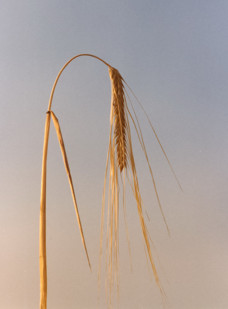 Barley