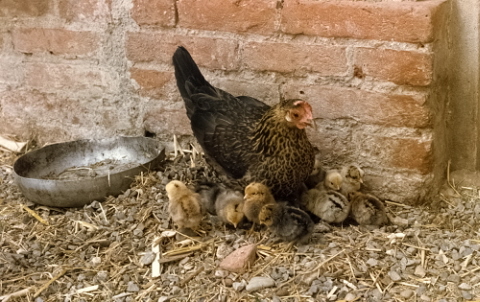 Marta the hen with her numerous family!