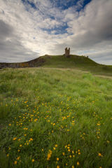 Dunstanburgh castle buttercups