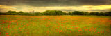 Warkworth Castle Poppies