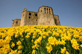 Daffodils at Warkworth Castle
