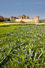 Spring flowers at Alnwick Castle