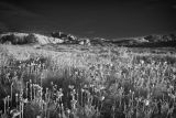 Bamburgh Castle