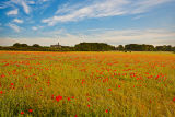 Warkworth Poppies