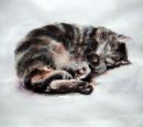 Tabby