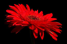 Macro image of the week on Birdphotographers.net